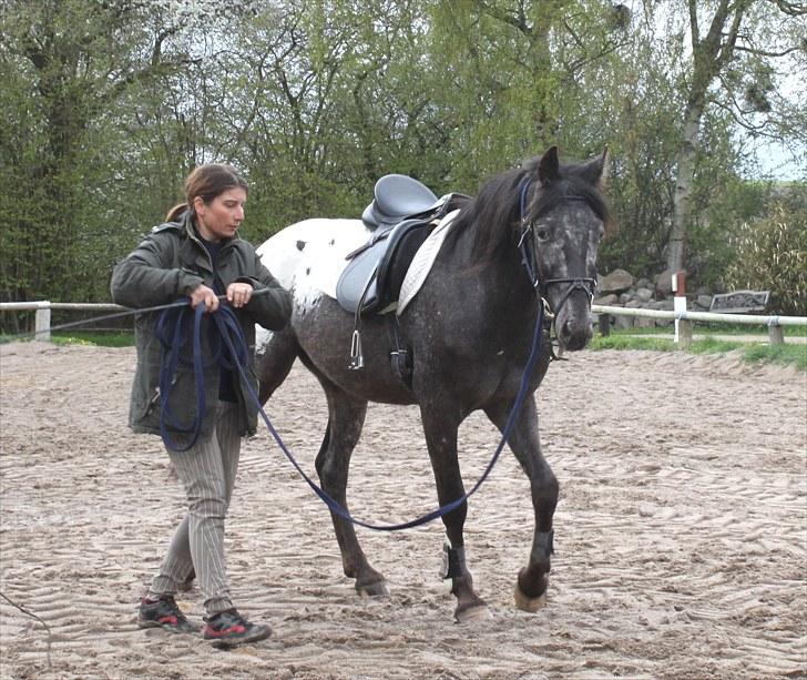 Anden særlig race Show-time (solgt) billede 12