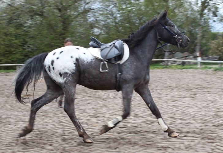 Anden særlig race Show-time (solgt) billede 13