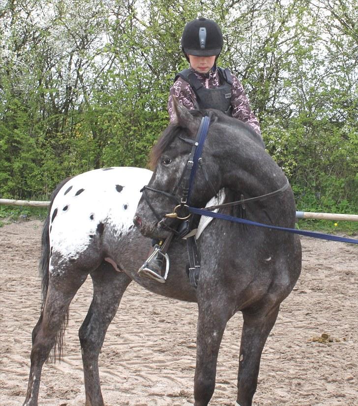 Anden særlig race Show-time (solgt) billede 14