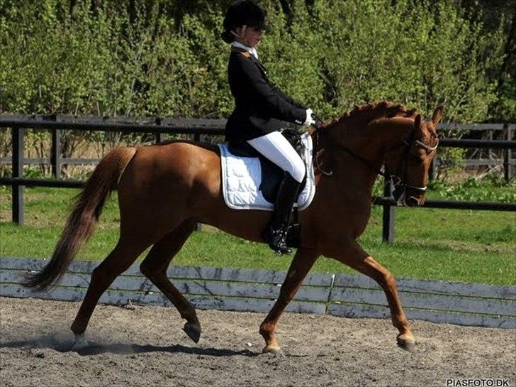 DSP Golden Empire - 2011 billede 8