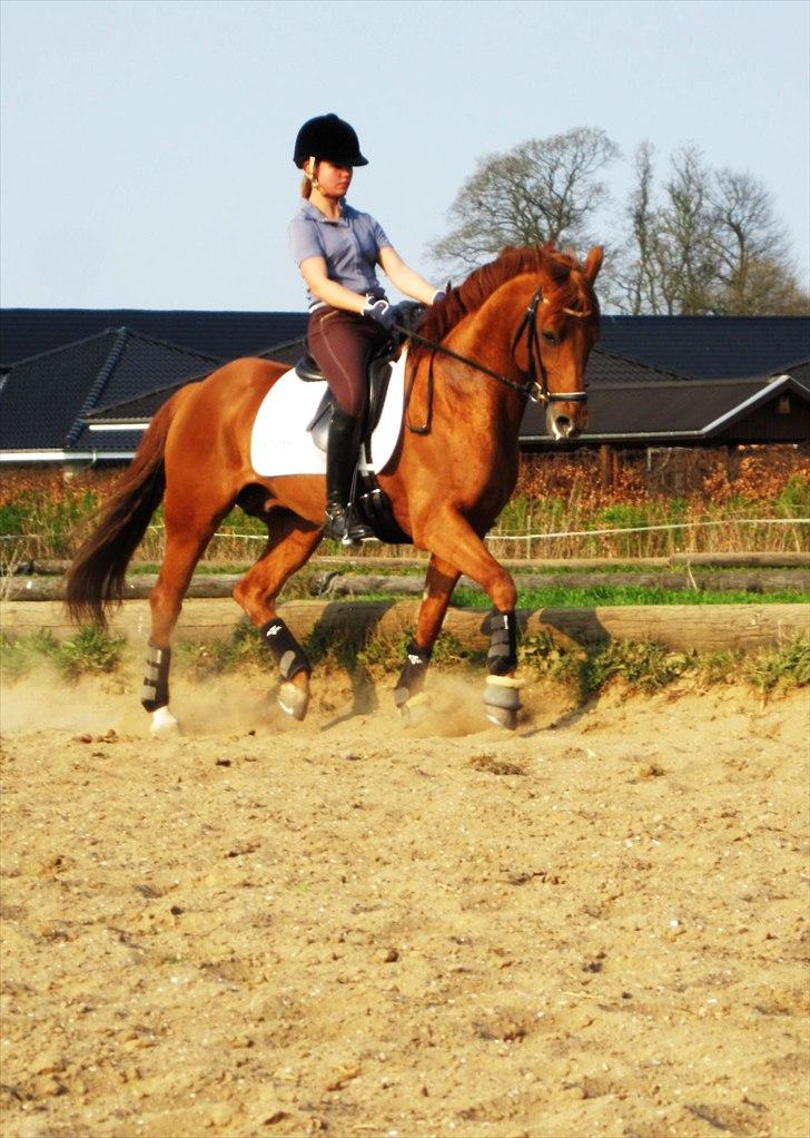 DSP Golden Empire - 2011. billede 9