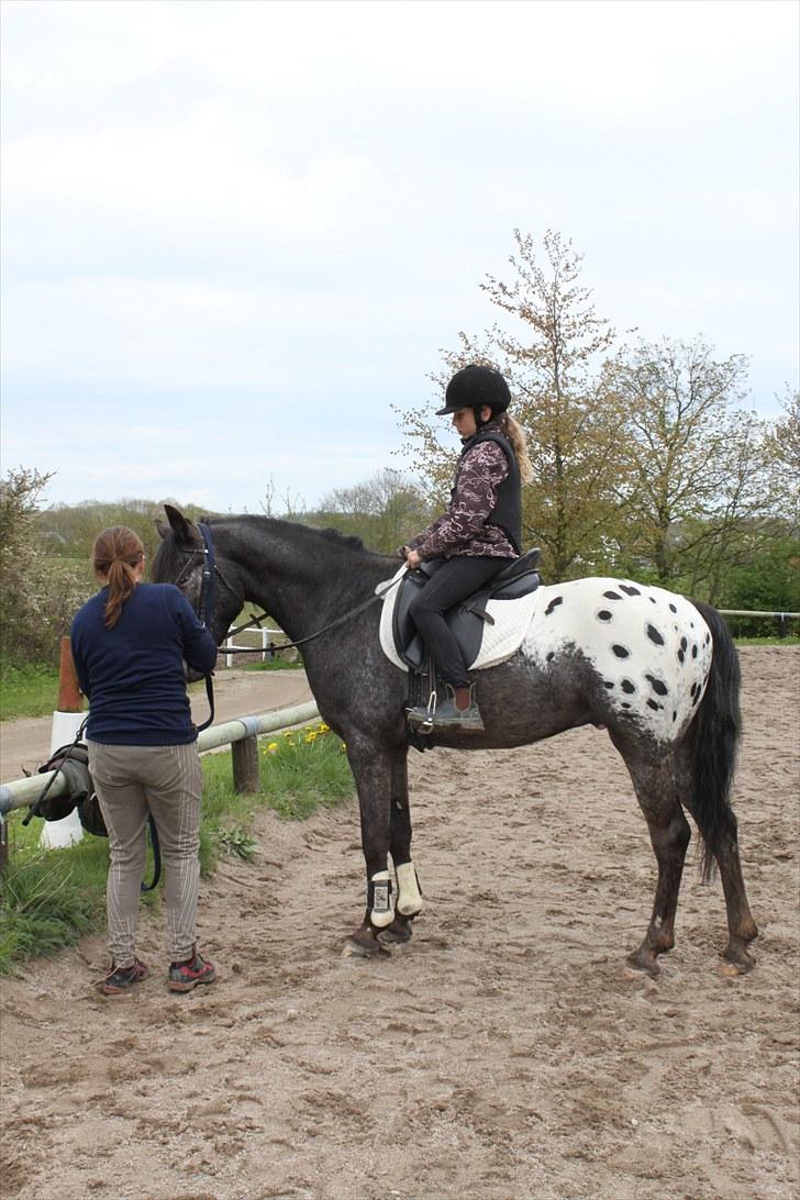 Anden særlig race Show-time (solgt) billede 15