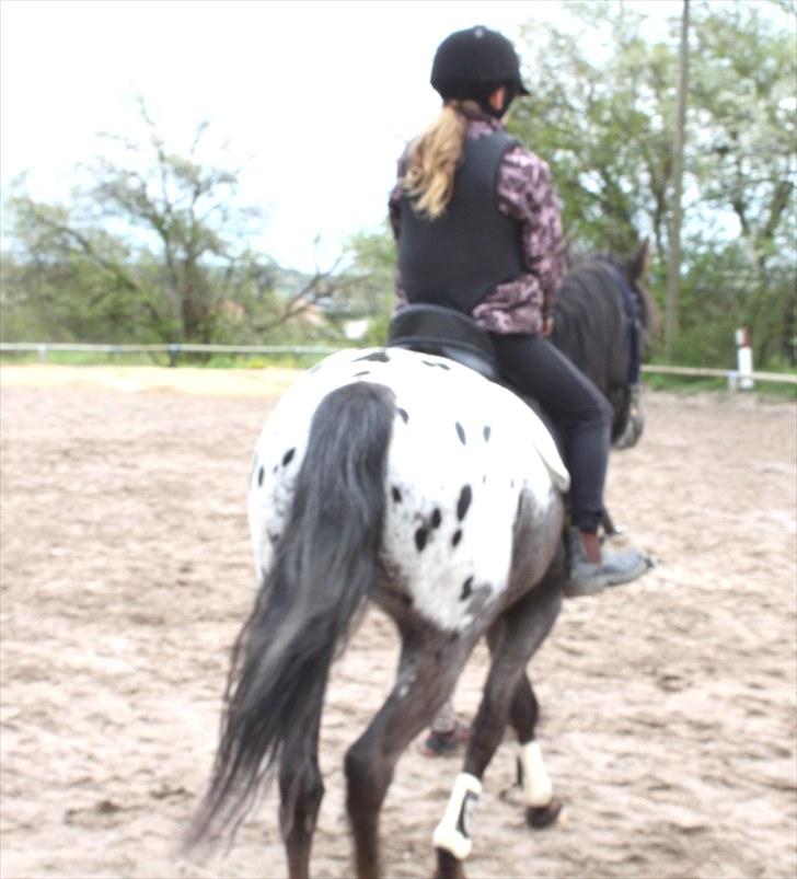 Anden særlig race Show-time (solgt) billede 16