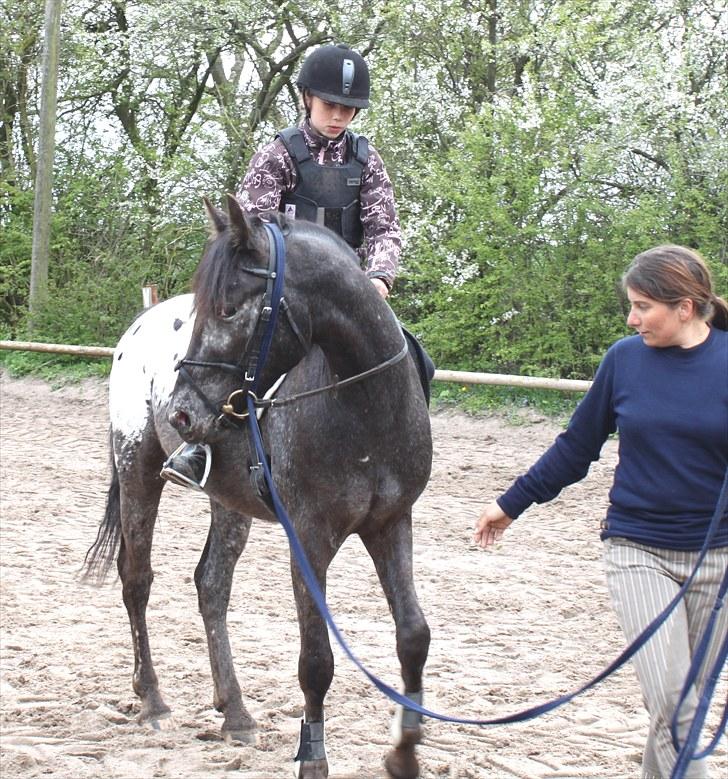 Anden særlig race Show-time (solgt) billede 17