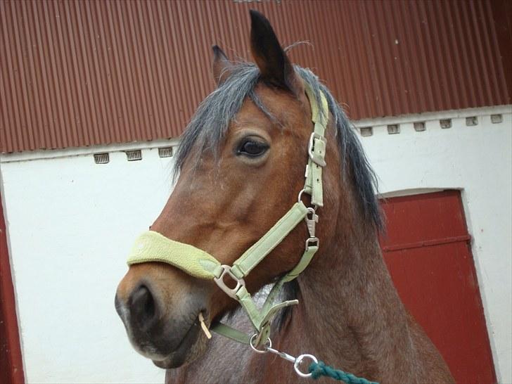 Irish Cob Verbena Savnet. Tidl part - Uhhh... en traktor:) fotograf mig billede 17