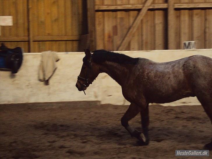 Anden særlig race Mickey .(SOLGT)MISS YOU  - Mickey løs i ridehuset. Taget at Renée billede 17