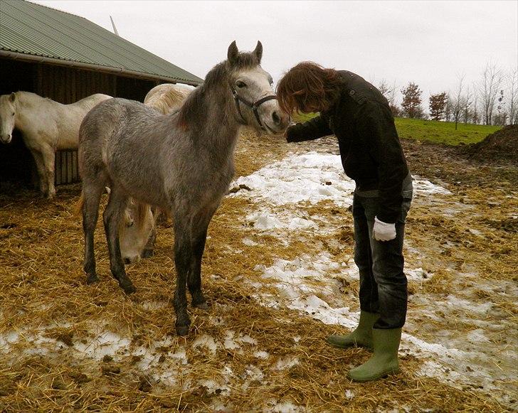 Connemara BREDEMADGÅRDS GRACE O'MALLEY billede 12