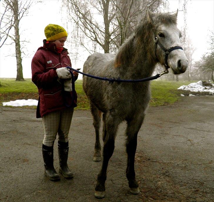 Connemara BREDEMADGÅRDS GRACE O'MALLEY billede 13