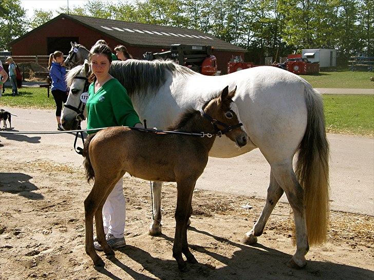 Connemara BREDEMADGÅRDS GRACE O'MALLEY billede 14