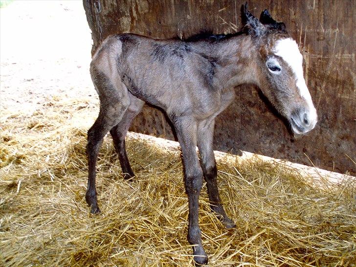 Connemara BREDEMADGÅRDS GRACE O'MALLEY billede 15