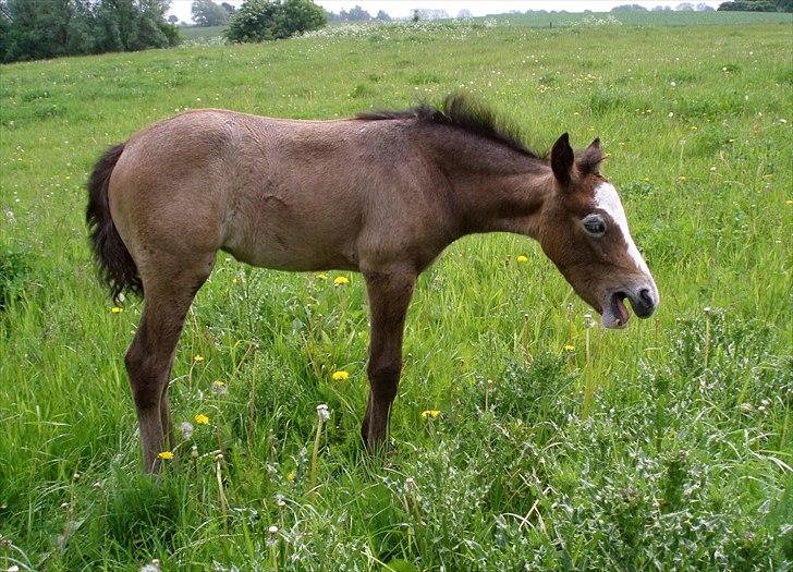 Connemara BREDEMADGÅRDS GRACE O'MALLEY billede 16