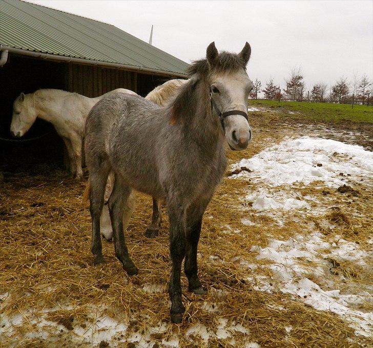 Connemara BREDEMADGÅRDS GRACE O'MALLEY billede 17