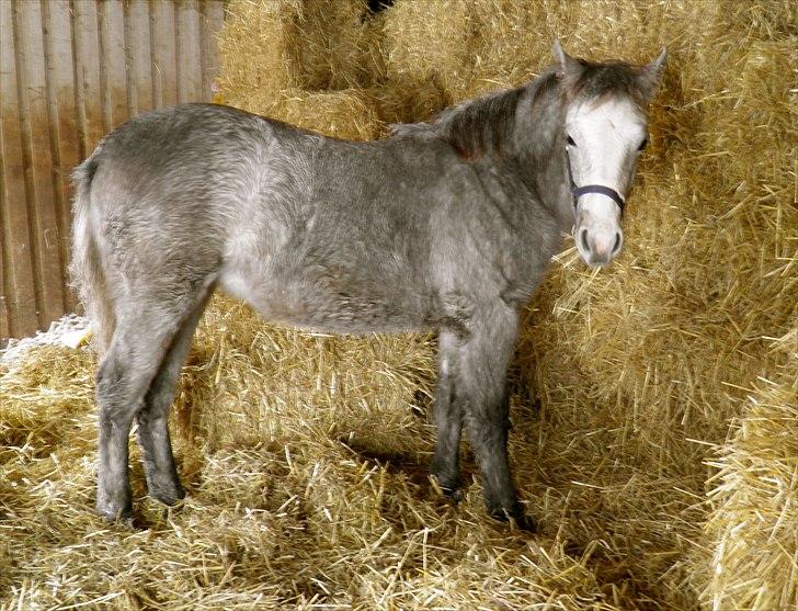 Connemara BREDEMADGÅRDS GRACE O'MALLEY billede 18