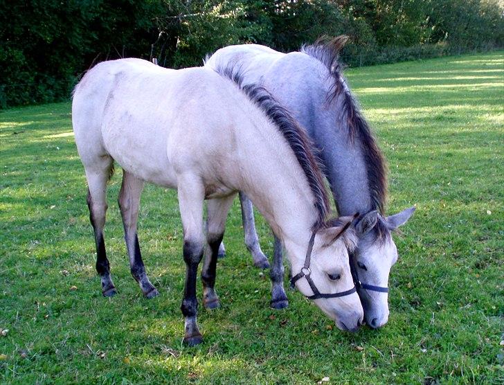 Connemara BREDEMADGÅRDS GRACE O'MALLEY billede 19
