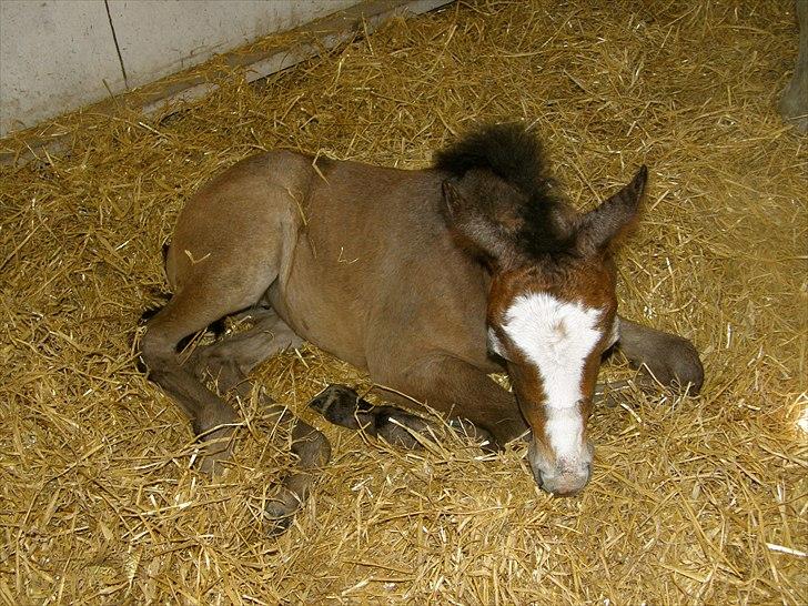Connemara BREDEMADGÅRDS GRACE O'MALLEY billede 20