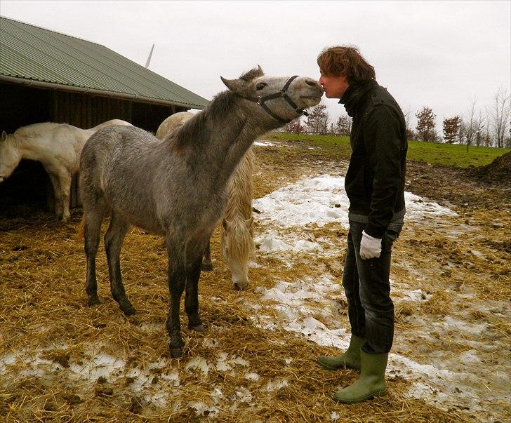 Connemara BREDEMADGÅRDS GRACE O'MALLEY billede 21