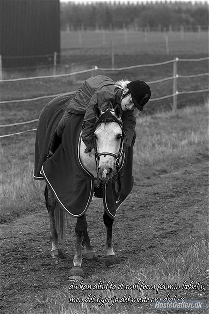 Arabisk fuldblod (OX) ja'pih - There is a hero, if you look inside your heart. when it feels like all hope is gone, I just look at you, and feel strong. And i´ll finally see the truth, that a hero lies in you! - you are my hero. :´)  [foto: Far] billede 3