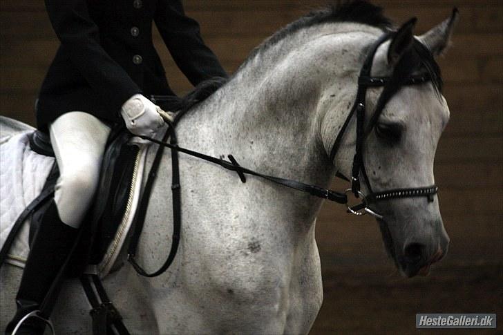 Arabisk fuldblod (OX) ja'pih - første stævne. - fantastik! [foto: SAC] billede 6