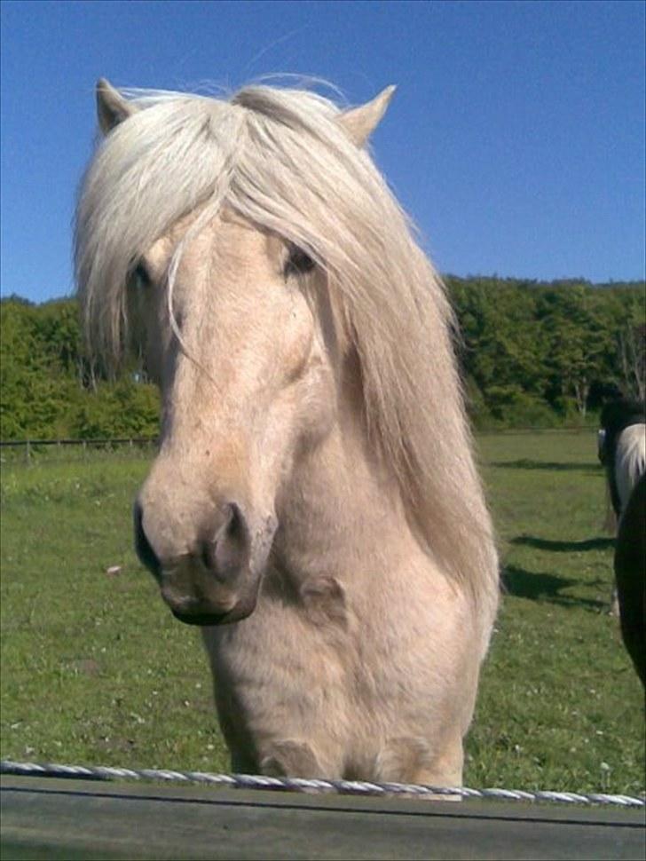 Islænder Vigger billede 1