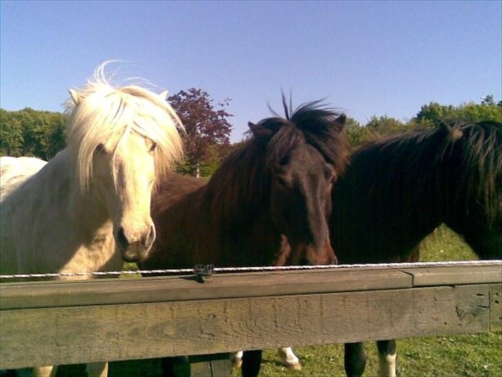 Islænder Vigger billede 2