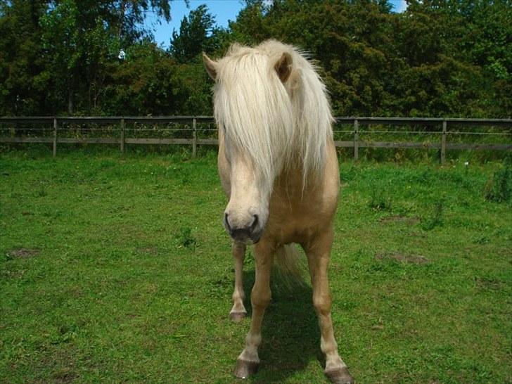 Islænder Vigger billede 3