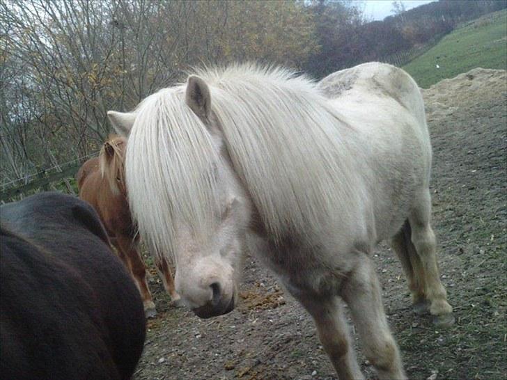 Islænder Vigger billede 4