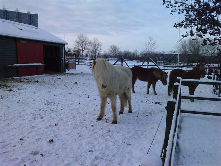 Islænder Vigger billede 5