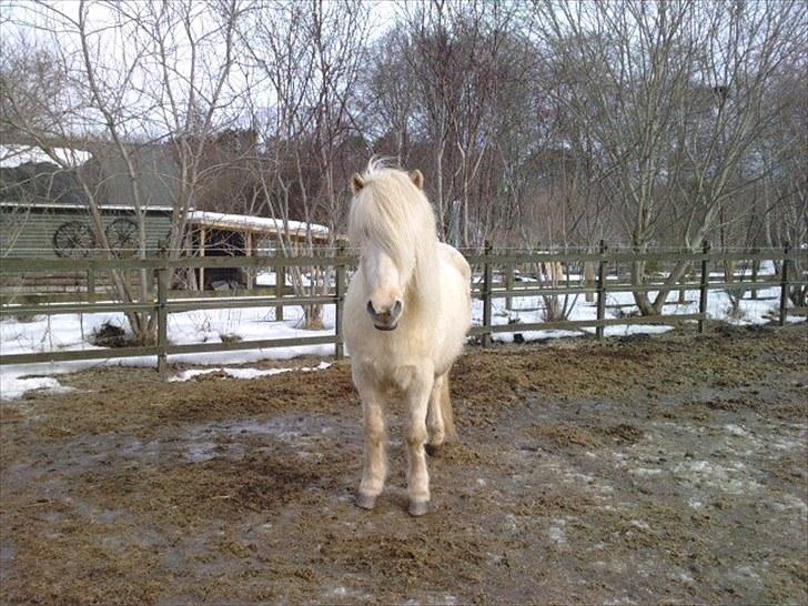 Islænder Vigger billede 6