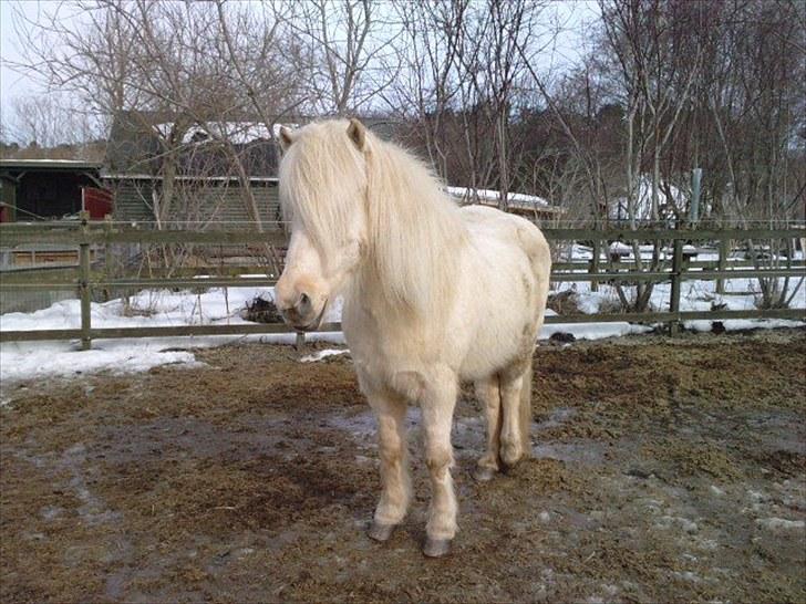 Islænder Vigger billede 7