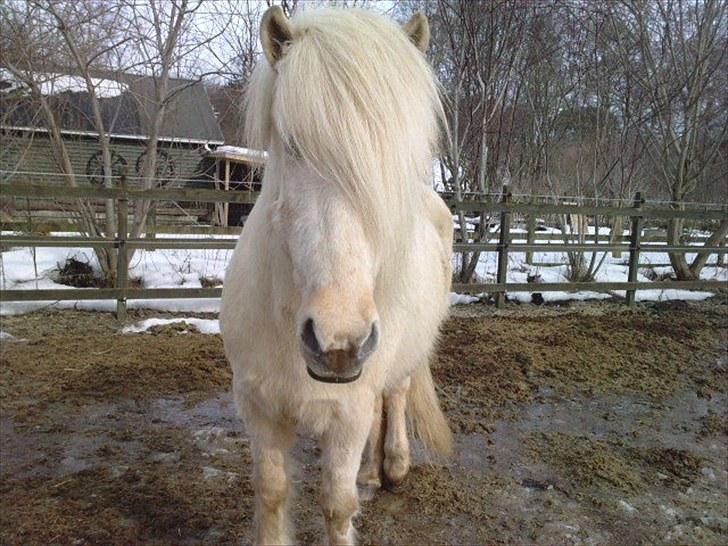 Islænder Vigger billede 8