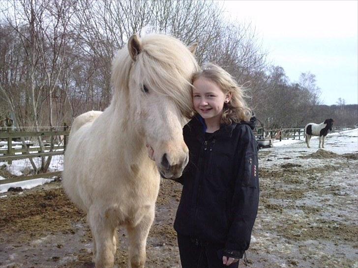 Islænder Vigger billede 9