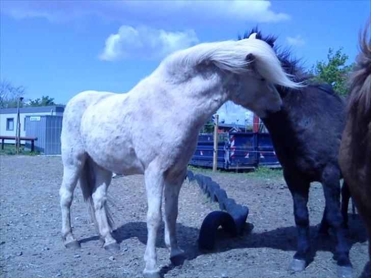 Islænder Vigger billede 10