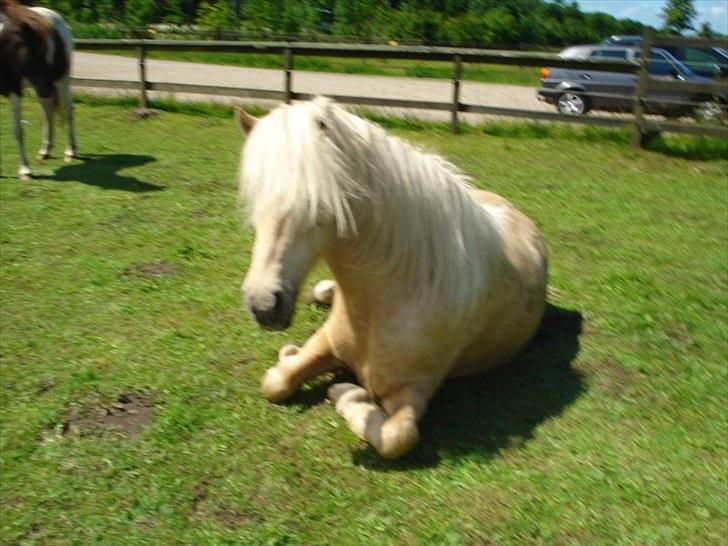 Islænder Vigger billede 11