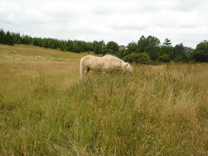 Islænder Vigger billede 12