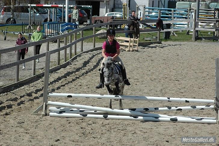 Knabstrupper Asterix<3 - Tak fordi i kiggede forbi:) Asterix jeg elsker dig<3333333333 Foto: Sofie/Michala billede 19