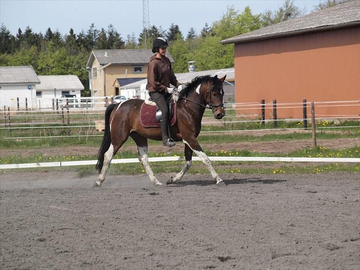 Pinto Anpala's Conthana - solgt billede 10