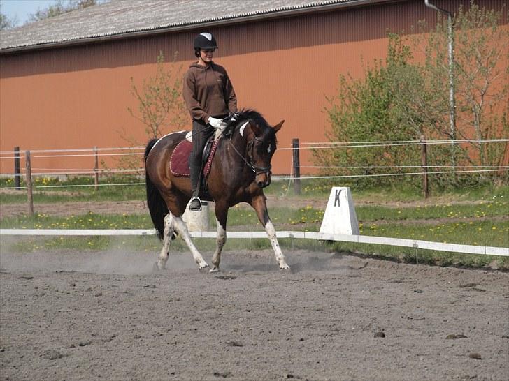 Pinto Anpala's Conthana - solgt billede 11