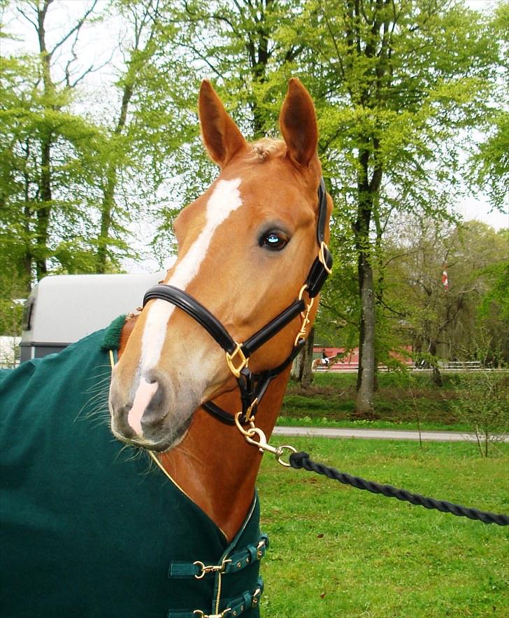 Dansk Varmblod Kasandra Ditlev - Musse til stævne 16. maj 2010 i Dronninglund billede 13