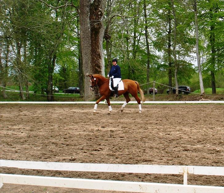 Dansk Varmblod Kasandra Ditlev - Musse til stævne 16. maj 2010 i Dronninglund  billede 14