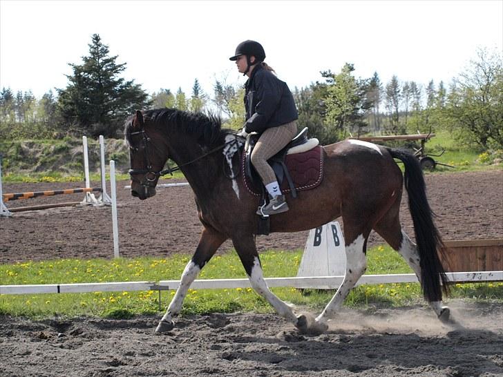 Pinto Anpala's Conthana - solgt billede 12