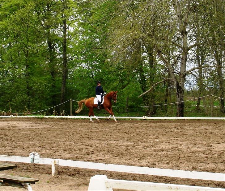 Dansk Varmblod Kasandra Ditlev - Musse til stævne 16. maj 2010 i Dronninglund  billede 15