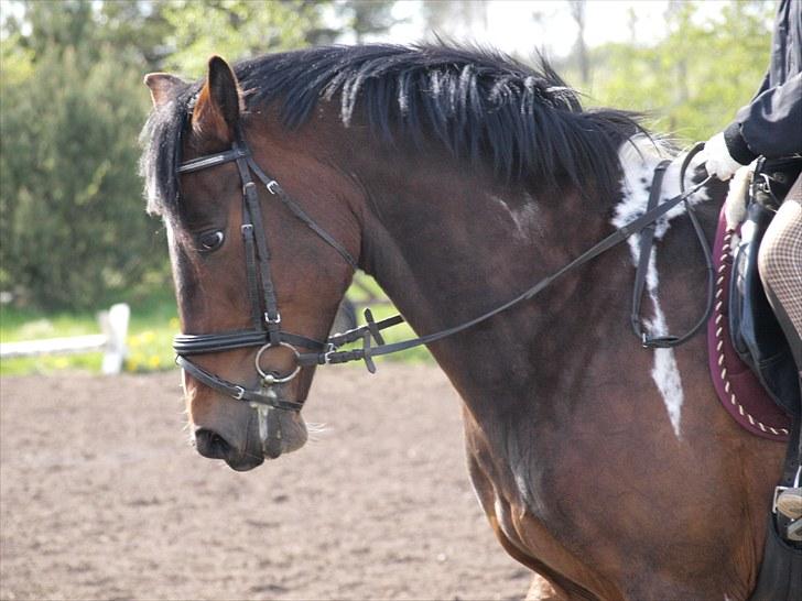 Pinto Anpala's Conthana - solgt billede 13