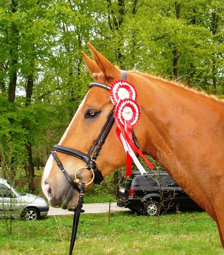 Dansk Varmblod Kasandra Ditlev - Musse til stævne 16. maj 2010 i Dronninglund  billede 16