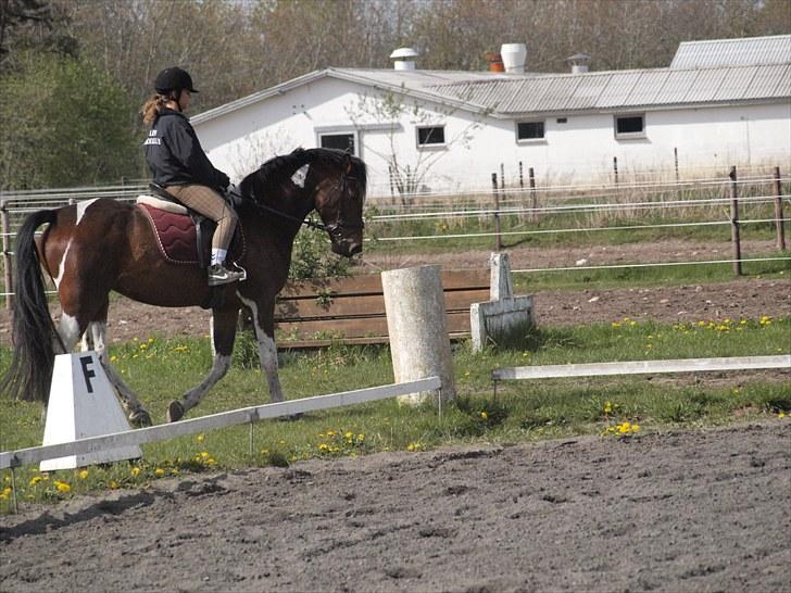 Pinto Anpala's Conthana - solgt billede 14