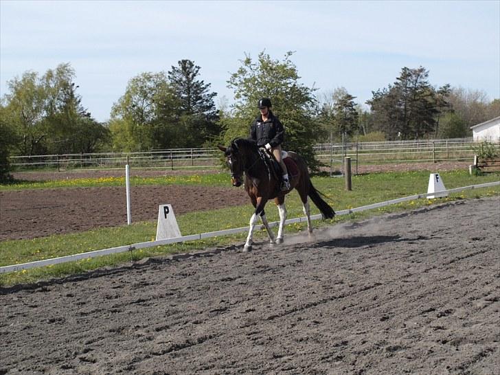 Pinto Anpala's Conthana - solgt billede 15