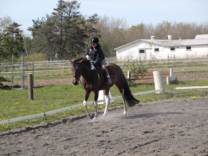 Pinto Anpala's Conthana - solgt billede 16