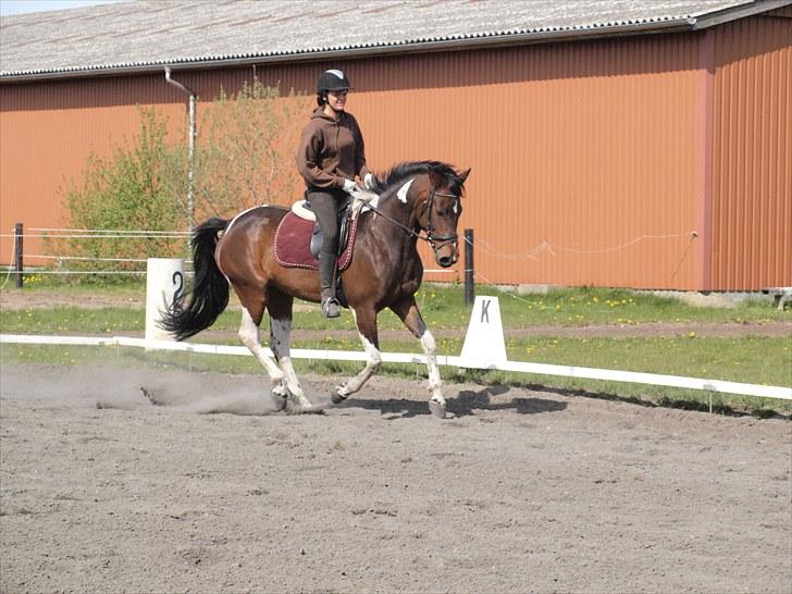 Pinto Anpala's Conthana - solgt billede 17