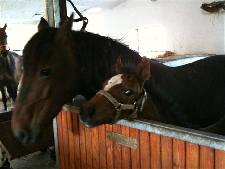 Anden særlig race Endless Beauty billede 17