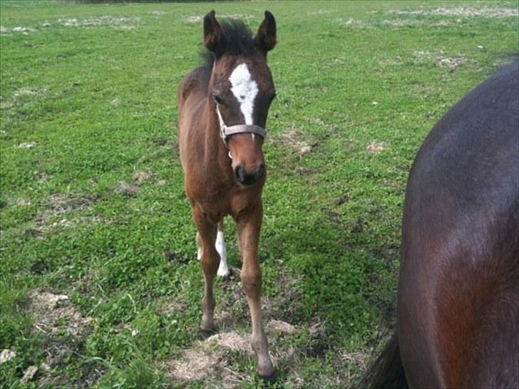 Anden særlig race Endless Beauty - 14. maj på fold med Moar og Cirkeline.. hvor er hun bare fotogen <3 billede 18