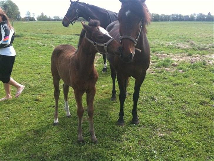 Anden særlig race Endless Beauty - 14 maj igen Fotograf. Mig billede 19